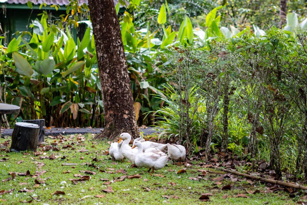 Blu Monkey Pooltara Krabi Hotel & Villas Pet Friendly المظهر الخارجي الصورة