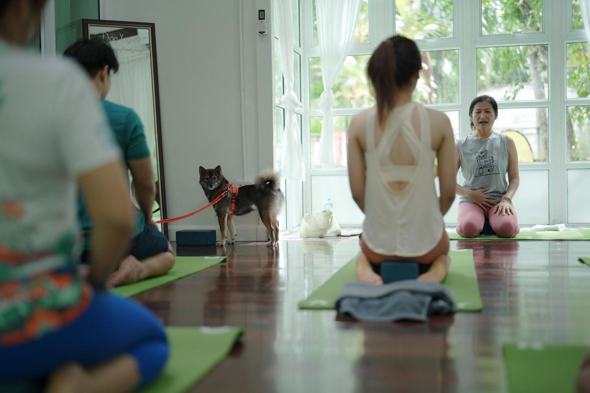 Blu Monkey Pooltara Krabi Hotel & Villas Pet Friendly المظهر الخارجي الصورة
